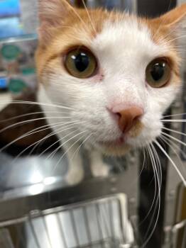 Bernando -  Domestic Short Hair Cat for Adoption in Corpus Christi, Texas - Bernando | PetCurious