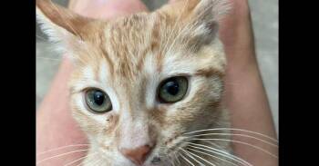 Adeline -  Domestic Short Hair Cat for Adoption in Dayton, Minnesota - Adeline | PetCurious