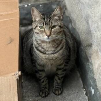 Rescue Domestic Short Hair Cats for Adoption in New York, New York - Etienne | PetCurious