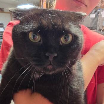 Wreck it Ralph fka Ralph -  Domestic Short Hair Cat for Adoption in Leander, Texas - Wreck It Ralph Fka Ralph | PetCurious