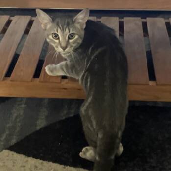 Rescue Domestic Short Hair Cats for Adoption in Richboro, Pennsylvania - Kale | PetCurious