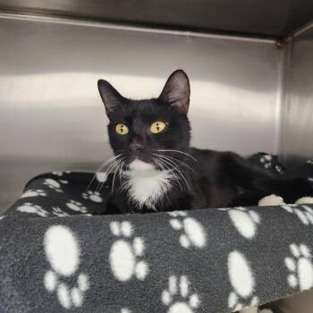 Swan -  Domestic Short Hair Cat for Adoption in Fort Wayne, Indiana - Swan | PetCurious