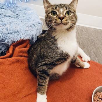 Domestic Short Hair Cats Available for Adoption - Weeble Wobble | PetCurious