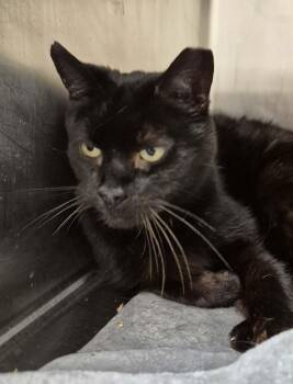 Domestic Short Hair Cats Available for Adoption - PEEWEE | PetCurious