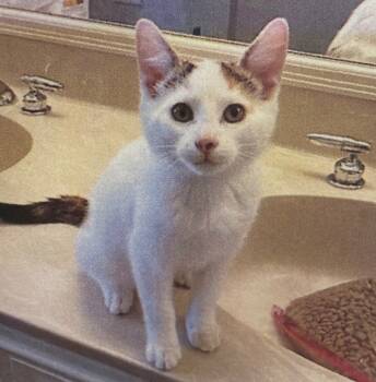 Rescue Domestic Short Hair Cats for Adoption in Maumelle, Arkansas - Quibb | PetCurious