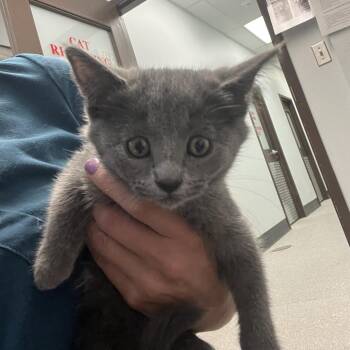Odessa -  Domestic Short Hair Cat for Adoption in Durango, Colorado - Odessa | PetCurious