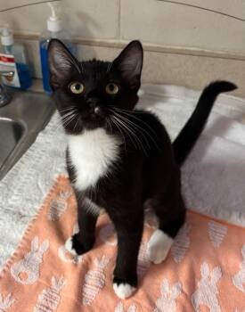 Ember -  Domestic Short Hair Cat for Adoption in Madison, Georgia - Ember | PetCurious