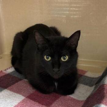 Domestic Short Hair Cats Available for Adoption in Elyria, Ohio - Plum | PetCurious