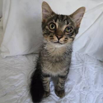 Butters -  Domestic Medium Hair Cat for Adoption in Richmond, Virginia - Butters | PetCurious