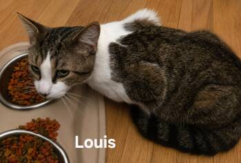 Louis -  Domestic Short Hair Cat for Adoption in Chicopee, Massachusetts - Louis | PetCurious