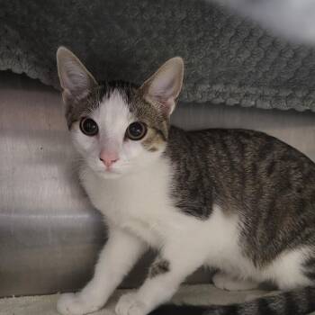 Pokey -  Domestic Short Hair Cat for Adoption in Fort Wayne, Indiana - Pokey | PetCurious