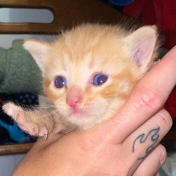 Xavier -  Domestic Short Hair Cat for Adoption in Gloucester, Virginia - Xavier | PetCurious