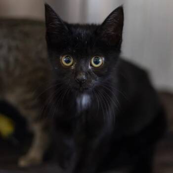 Lily -  Domestic Short Hair Cat for Adoption - Lily | PetCurious