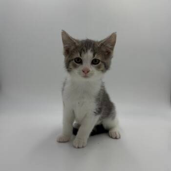 Pork Bun -  Domestic Short Hair Cat for Adoption in State College, Pennsylvania - Pork Bun | PetCurious