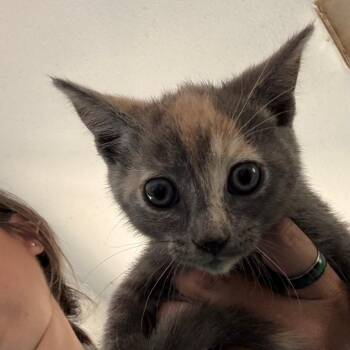 Eliza -  Domestic Short Hair Cat for Adoption in Yucaipa, California - Eliza | PetCurious