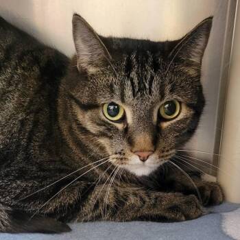 Domestic Short Hair Cats Available for Adoption - Harley | PetCurious