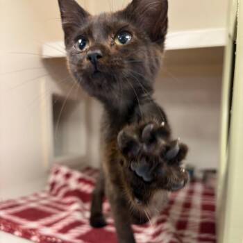 Rizzer -  Domestic Short Hair Cat for Adoption in Watertown, New York - Rizzer | PetCurious