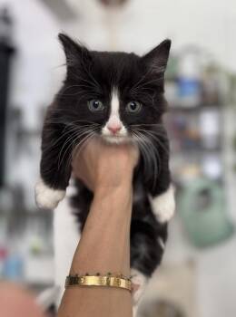 Domestic Medium Hair and Tuxedo Cats Available for Adoption in New York, New York - Beignet  | PetCurious