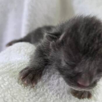 Domestic Short Hair Cats Available for Adoption - Nebula | PetCurious