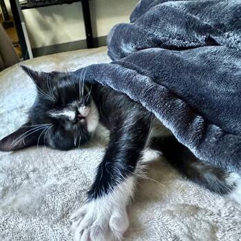 Domestic Short Hair Cats Available for Adoption in Pleasanton, California - Dashi | PetCurious