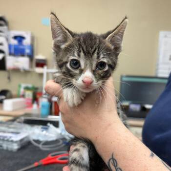 Drumstick -  Domestic Short Hair Cat for Adoption in Madison, Wisconsin - Drumstick | PetCurious