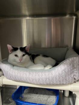 Rescue Domestic Short Hair Cats for Adoption in Virginia, Minnesota - Pluto | PetCurious