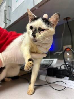 HAIRY PAWTER -  Domestic Short Hair Cat for Adoption in Jacksonville, Florida - HAIRY PAWTER | PetCurious