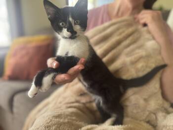 Domestic Short Hair Cats Available for Adoption - Solstice | PetCurious