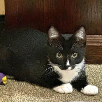 Rescue Domestic Short Hair Cats for Adoption in Pitman, New Jersey - Penguin | PetCurious