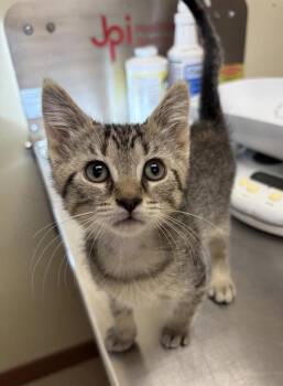 Binx -  Domestic Short Hair Cat for Adoption in Black Eagle, Montana - Binx | PetCurious