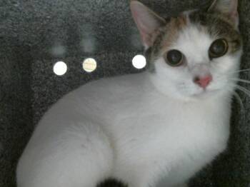 Domestic Short Hair Cats Available for Adoption in Houston, Texas - A2069484 | PetCurious