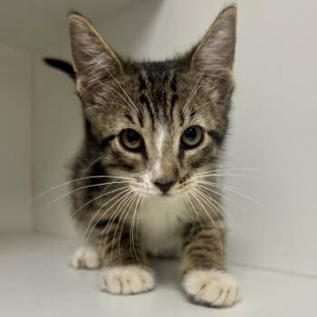 Bumble -  Domestic Short Hair Cat for Adoption in Saint Joseph, Missouri - Bumble | PetCurious