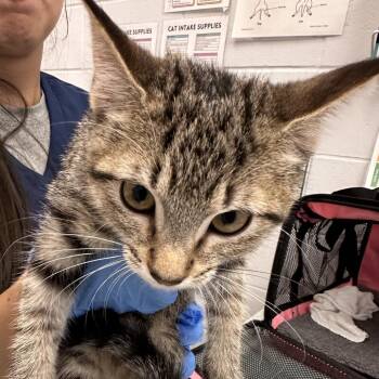Dove -  Domestic Short Hair Cat for Adoption in West Palm Beach, Florida - Dove | PetCurious