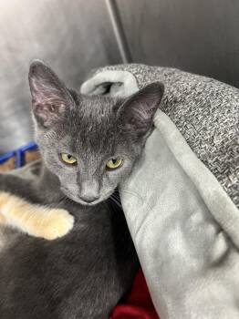 Ember -  Domestic Short Hair Cat for Adoption in Stockton, California - Ember | PetCurious