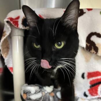Domestic Short Hair Cats Available for Adoption - Nyla | PetCurious