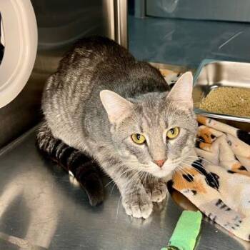 Domestic Short Hair Cats Available for Adoption - Teddy Biscuits | PetCurious