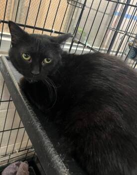 Domestic Short Hair Cats Available for Adoption in Lima, Ohio - Blue Cheese | PetCurious