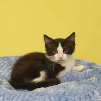 Fabio -  Domestic Short Hair Cat Available for Adoption in Memphis, Tennessee - Fabio | PetCurious