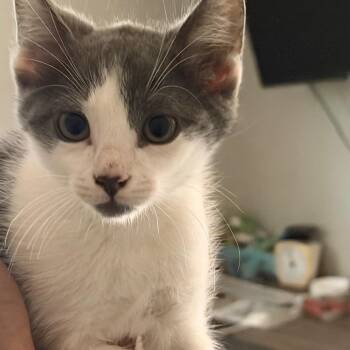 Butt-Head -  Domestic Short Hair Cat for Adoption in Buffalo, Minnesota - Butt-Head | PetCurious