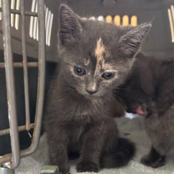Tatiana (Bonded w/ Tiger) -  Domestic Short Hair Cat for Adoption in Wilmington, Delaware - Tatiana (Bonded W/ Tiger) | PetCurious