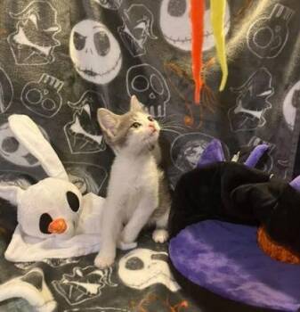 Indiana -  Domestic Short Hair Cat for Adoption in Atlanta, Georgia - Indiana | PetCurious