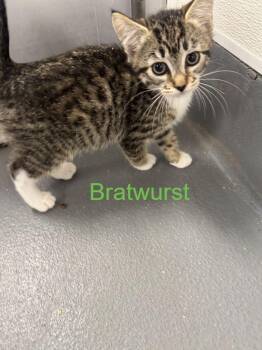 Bratwurst -  Domestic Short Hair Cat for Adoption in Hilton Head Island, South Carolina - Bratwurst | PetCurious