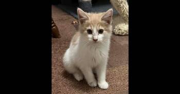 Domestic Short Hair and Tabby Cats Available for Adoption - Kimeko | PetCurious