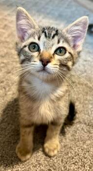 Mercedes -  Domestic Short Hair Cat for Adoption in Millcreek, Utah - Mercedes | PetCurious