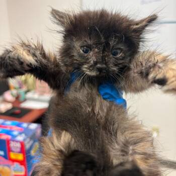 Vivica V1 -  Domestic Short Hair Cat for Adoption in Edinburg, Texas - Vivica V1 | PetCurious