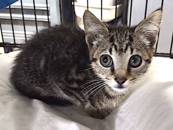 Rescue Domestic Short Hair Cats for Adoption in Albemarle, North Carolina - Patch | PetCurious