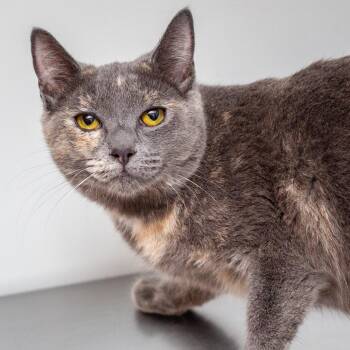 Domestic Short Hair Cats Available for Adoption - Venus | PetCurious