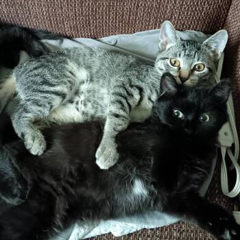 Cygnus & Orion -  Domestic Long Hair Cat for Adoption in Stoughton, Wisconsin - Cygnus & Orion | PetCurious