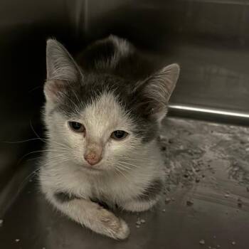 Winona -  Domestic Short Hair Cat for Adoption in Council Bluffs, Iowa - Winona | PetCurious
