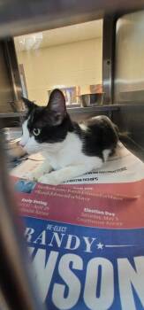 Rescue Domestic Short Hair Cats for Adoption in Nacogdoches, Texas - Clawdia | PetCurious